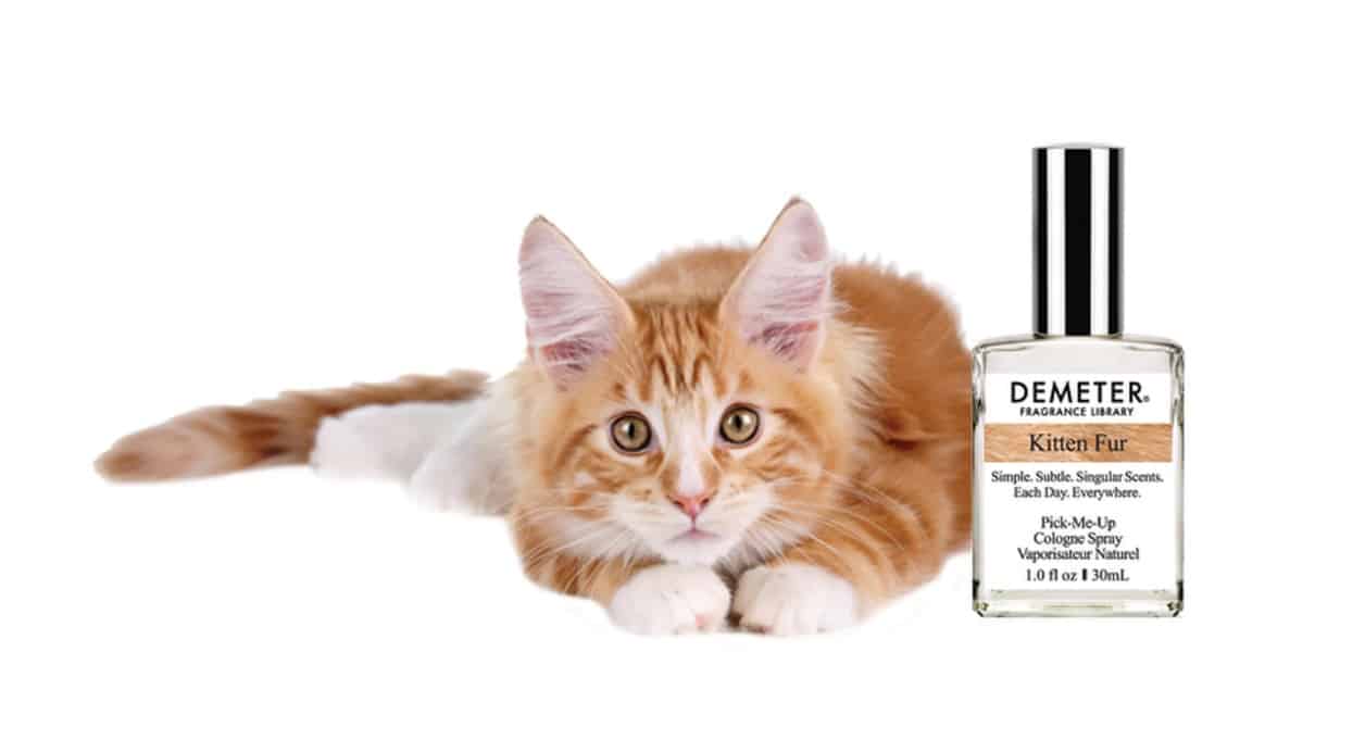 You Can Now Buy Perfume That Makes You Smell Like Kitten Fur – Sick Chirpse