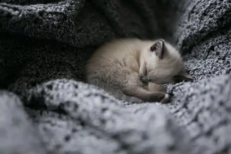 A tiny kitten nestled into a knitted blanket and sleeping