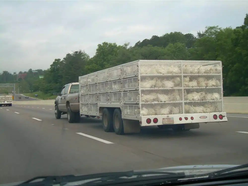 Chicken Truck