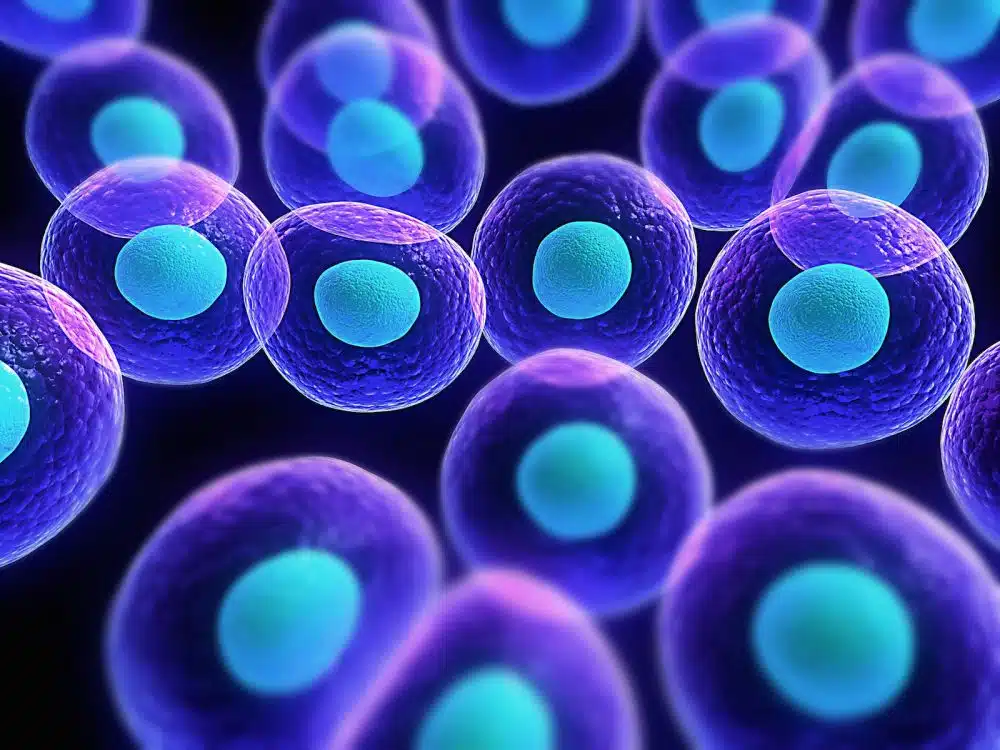 Stem cells