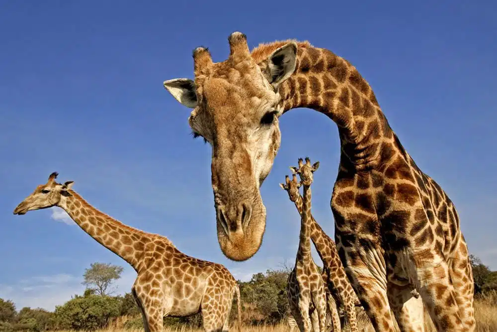 Giraffes