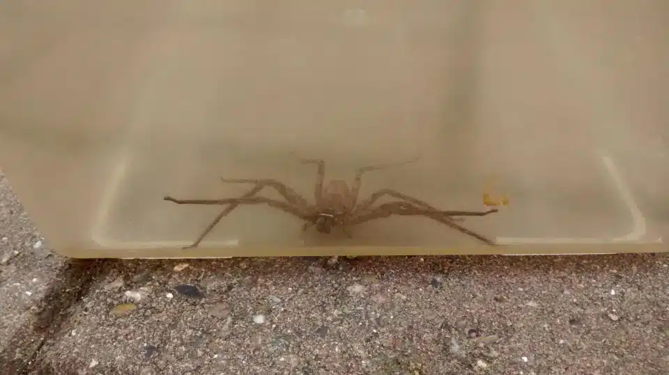 Huntsman 1