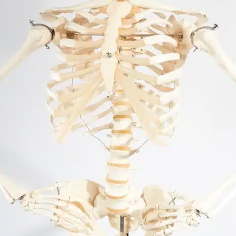 Skeleton Lampshade 4