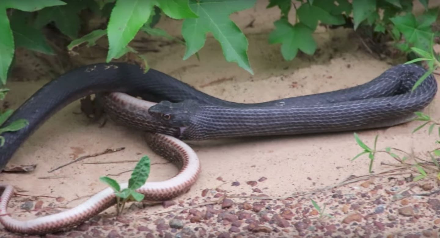 vs snake this of a snake regurgitating a live snake will make you vom sick chirpse vs snake this of a snake regurgitating a live snake will make you vom sick chirpse