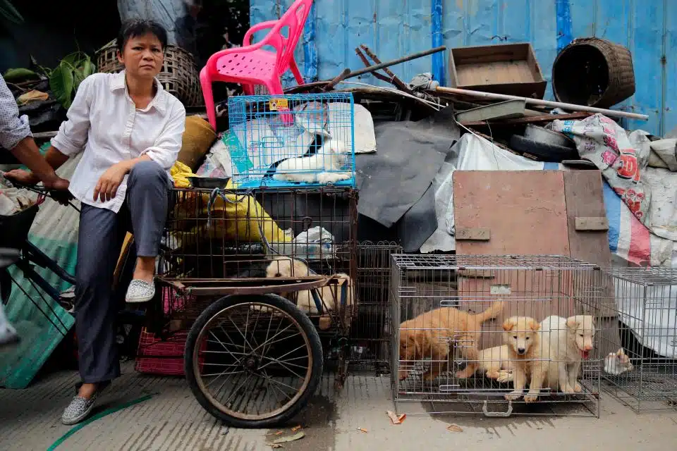 Yulin festival 3
