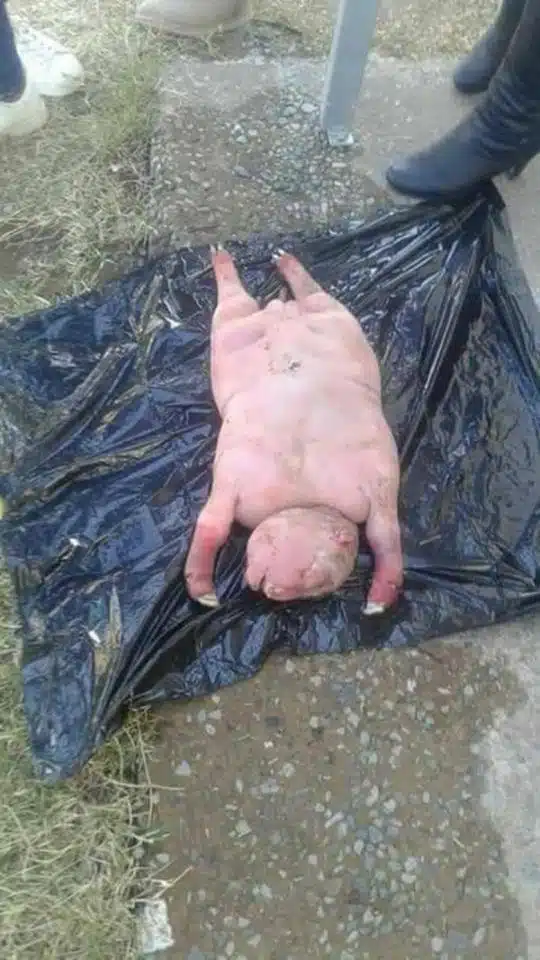 Half sheep half human 3