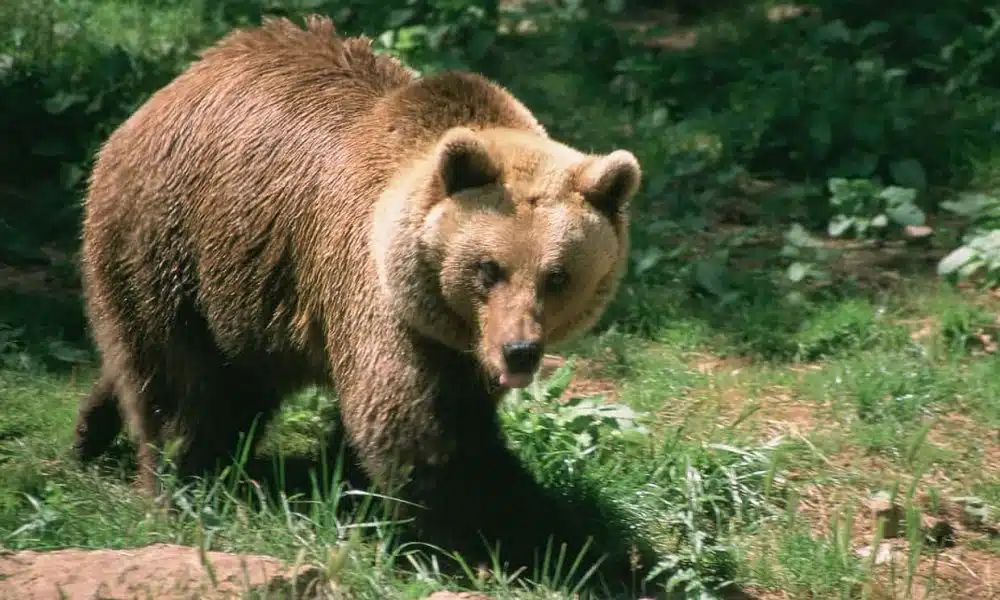 Bear