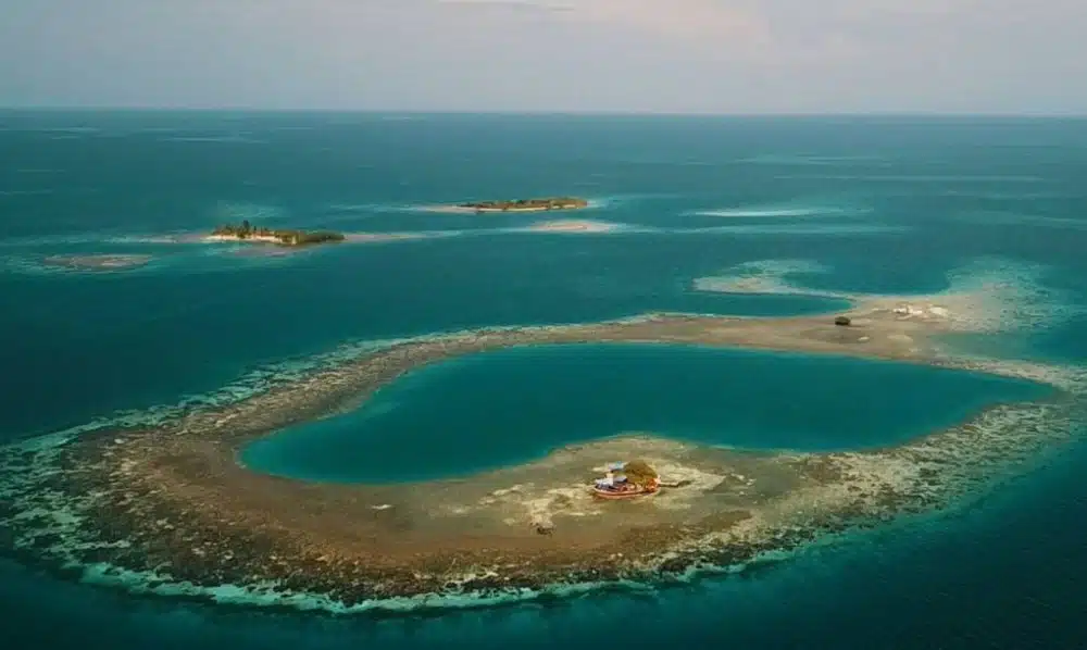 Bird Island 2