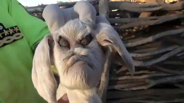 Demonic goat