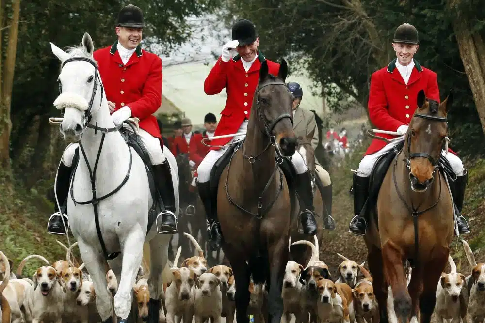 Fox hunting