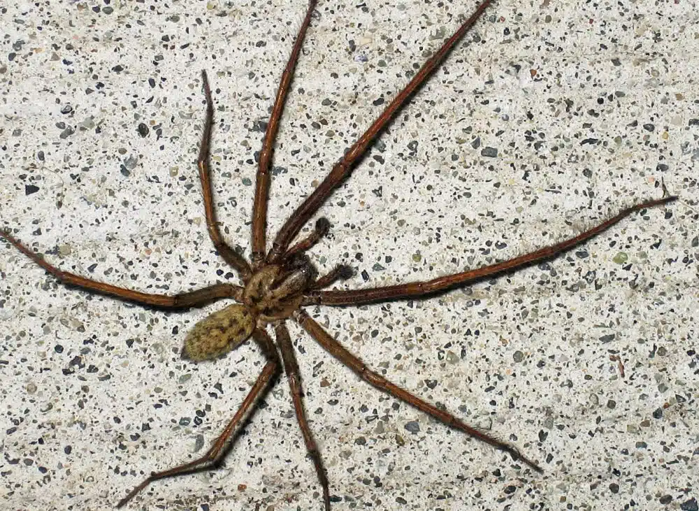 Spider Spider