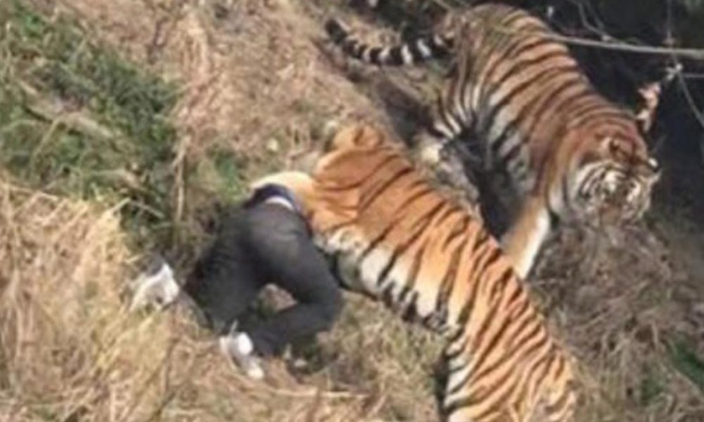 A Tourist Was Mauled To Death By A Tiger After Jumping Into Its Enclosure To Avoid Paying Video