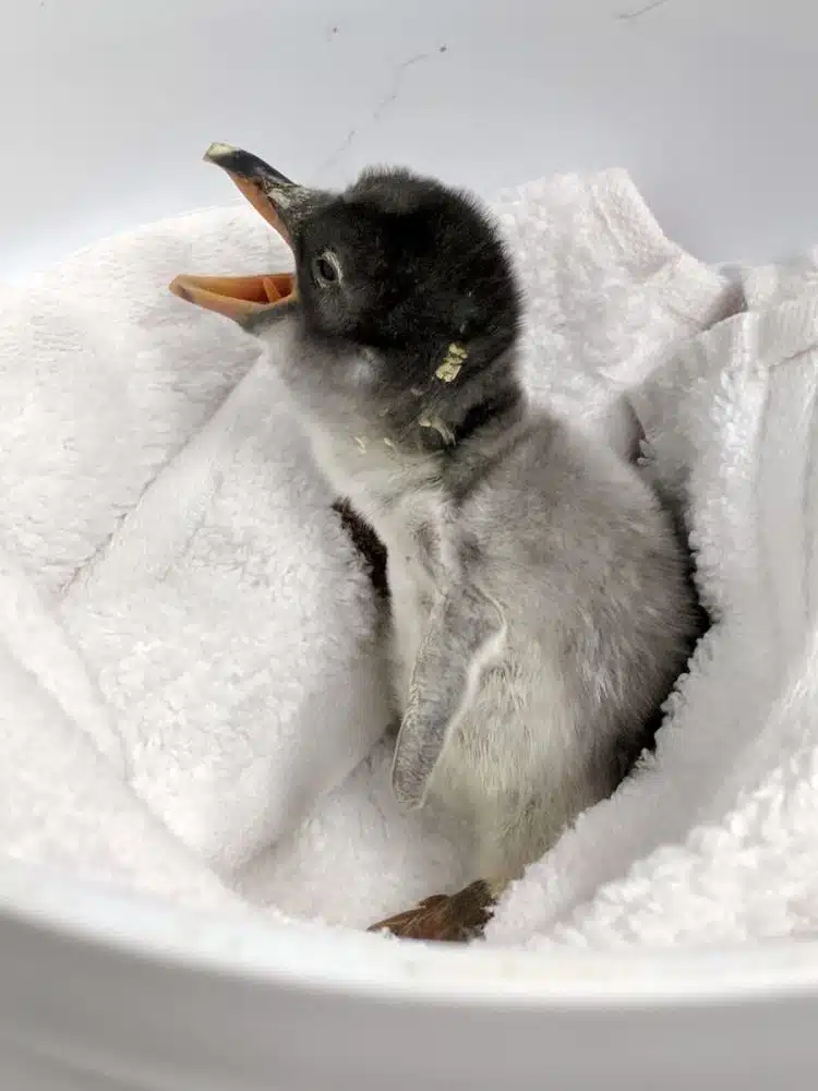 Gay Penguin