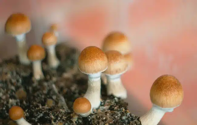 Magic Mushrooms. Psilocybin Cubensis. Home mushroom cultivation