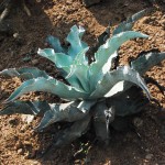 Agave Plant