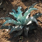 Agave Plant