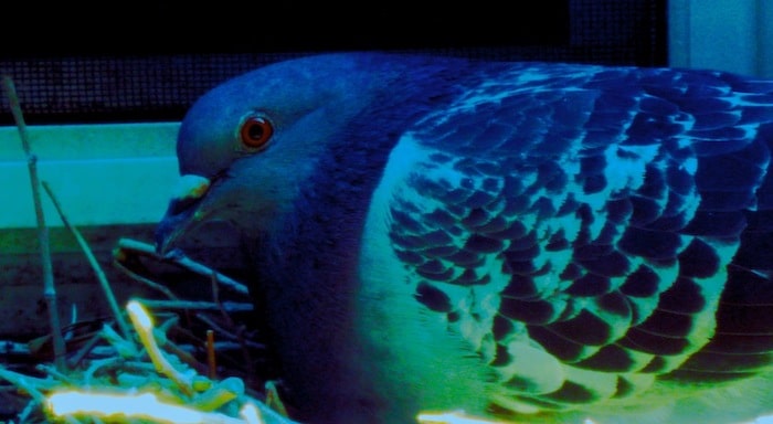 IRAN AND INDIA ARREST PIGEONS ACCUSED OF SPYING