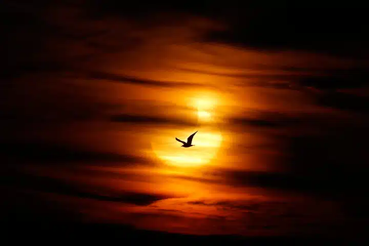 PARTIAL SOLAR ECLIPSE