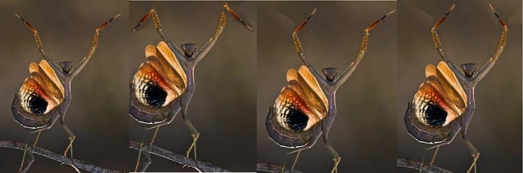 PRAYING MANTIS DOES THE YMCA