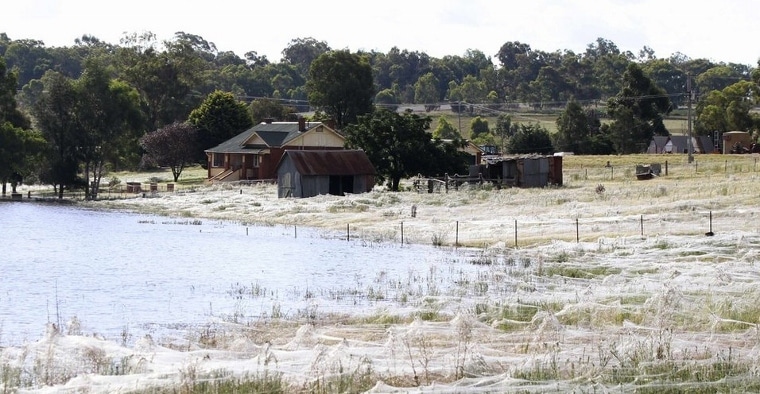 spider fields