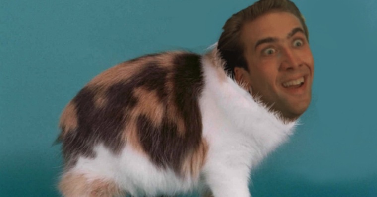 Nicolas-Cage-Cats