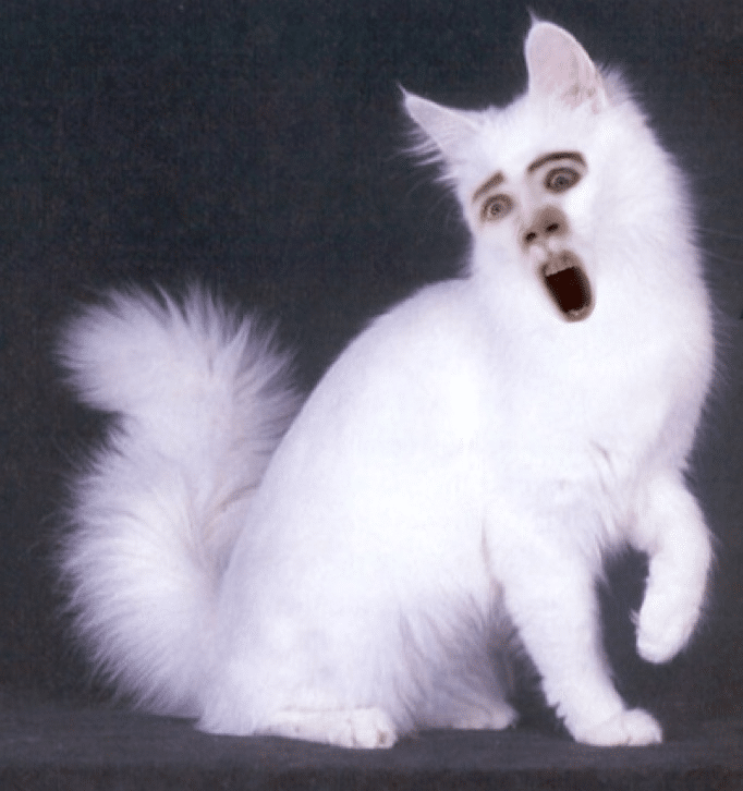nic cage cat face 4