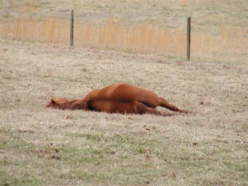 Horses On Ketamine 1