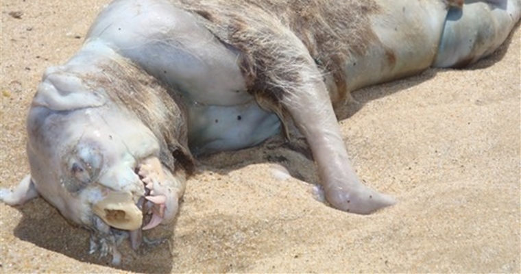 Montauk Monster May 2009 Close Up