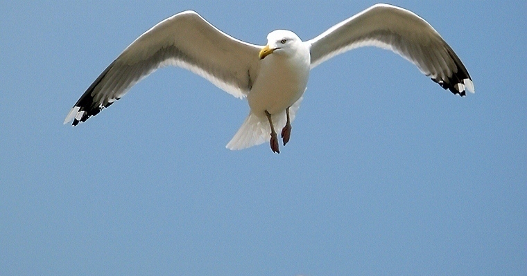 seagull