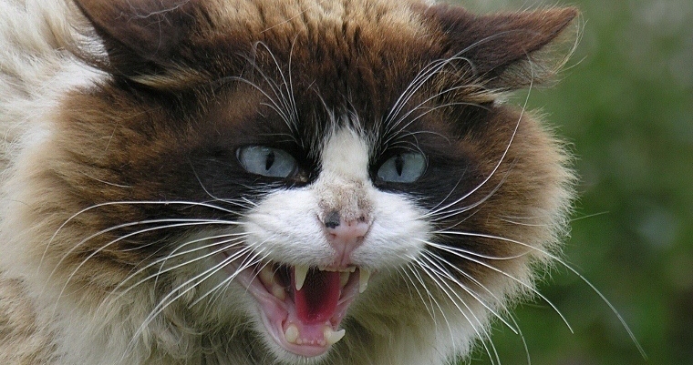 Angry Cat