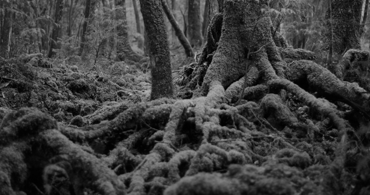 Aokigahara Suicide Forest Japan