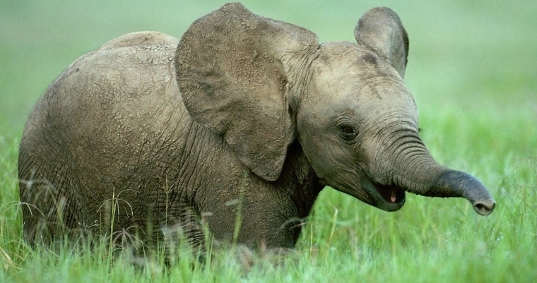 baby elephant