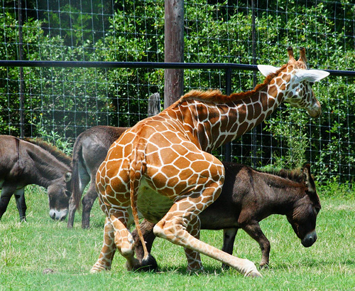 Giraffe Donkey