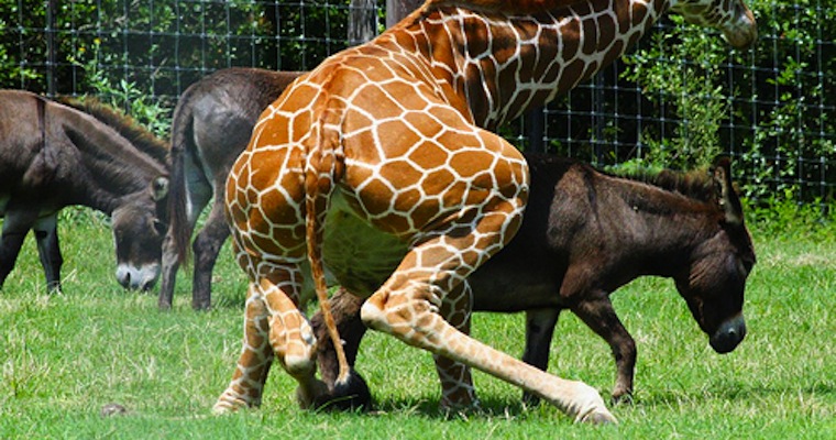 Giraffe Donkey