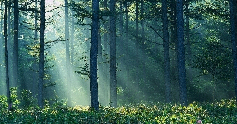 forest