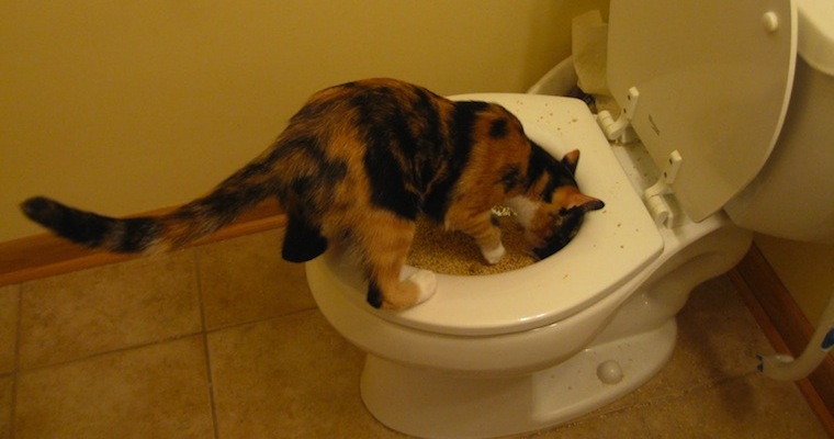 Toilet Train Your Cat