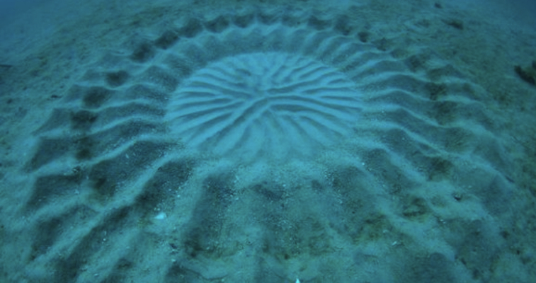 underwater crop circle featured