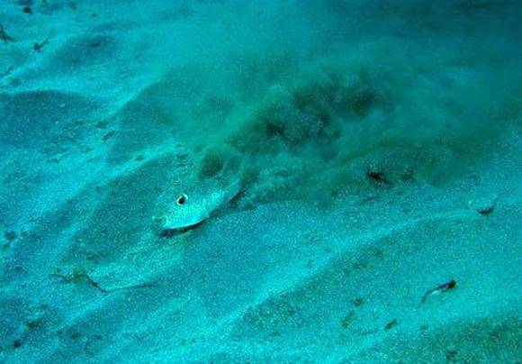 underwater crop circle fish in action