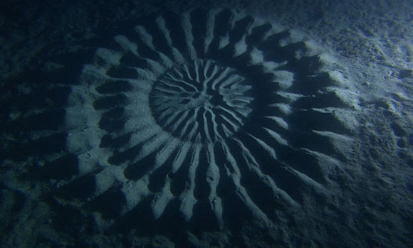 underwater crop circles 3