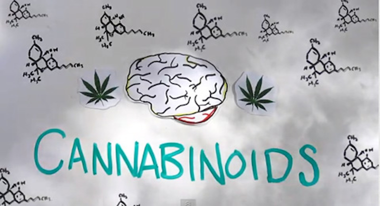 Your Brain On Marijuana