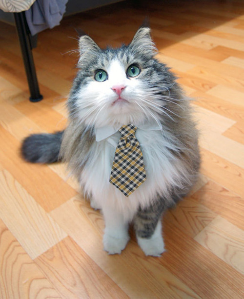 cat tie