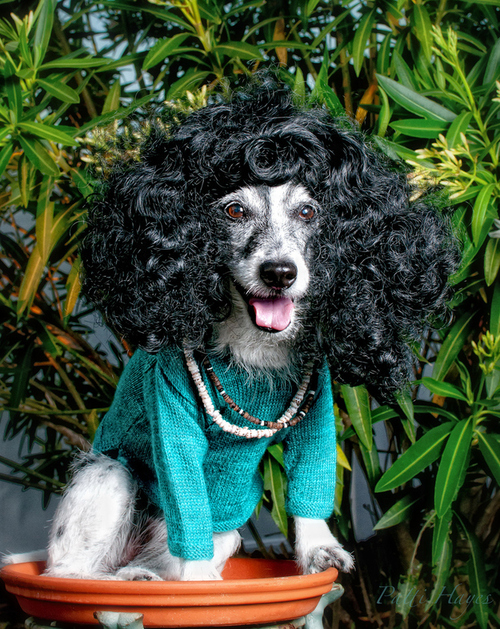 wig dog