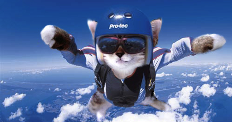 Cat Skydiving