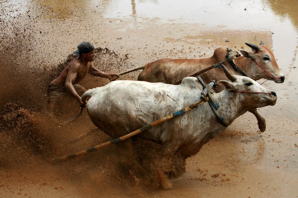 Sumatran Cow Race Action Shot