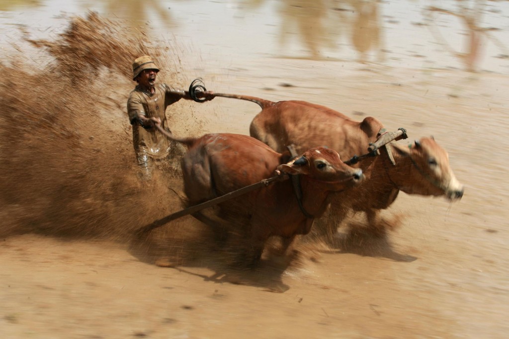 Sumatran Cow Race Action Shot 2