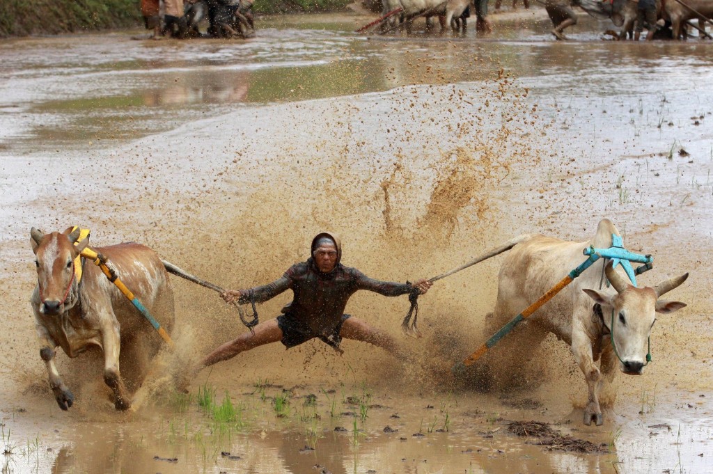 Sumatran Cow Race Action Shot 3