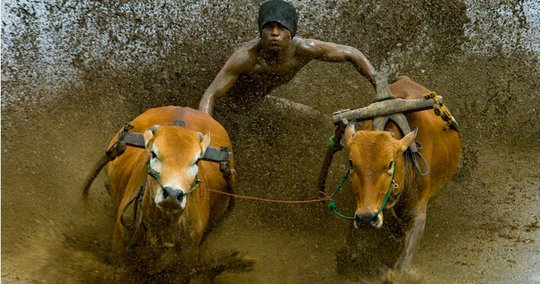 Sumatran Cow Race Action Shot 4