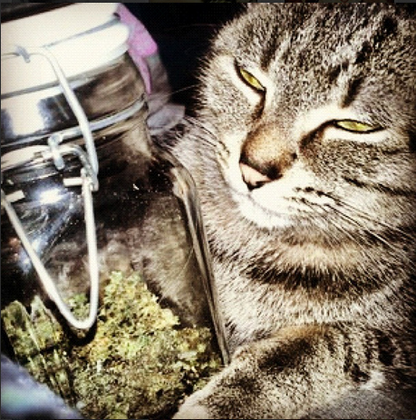 Cats Smoking Weed 10