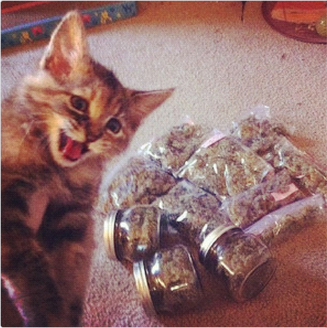 Cats Smoking Weed 11