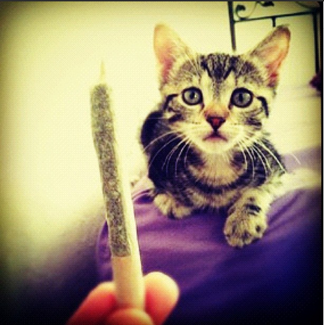 Cats Smoking Weed 12